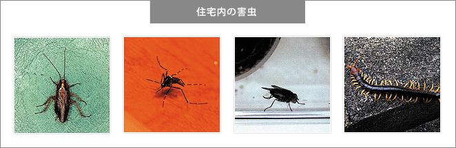 住宅内の害虫