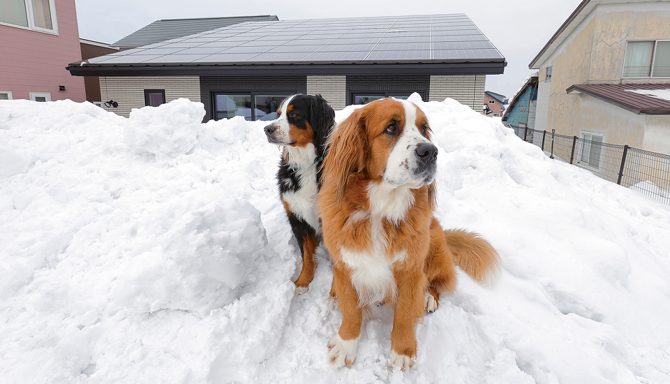 大型犬と快適に暮らす、床暖房のある広々平屋2