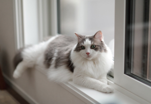 ネコちゃんと暮らすおうちです。
ペットを飼いたい方は是非お越しください！