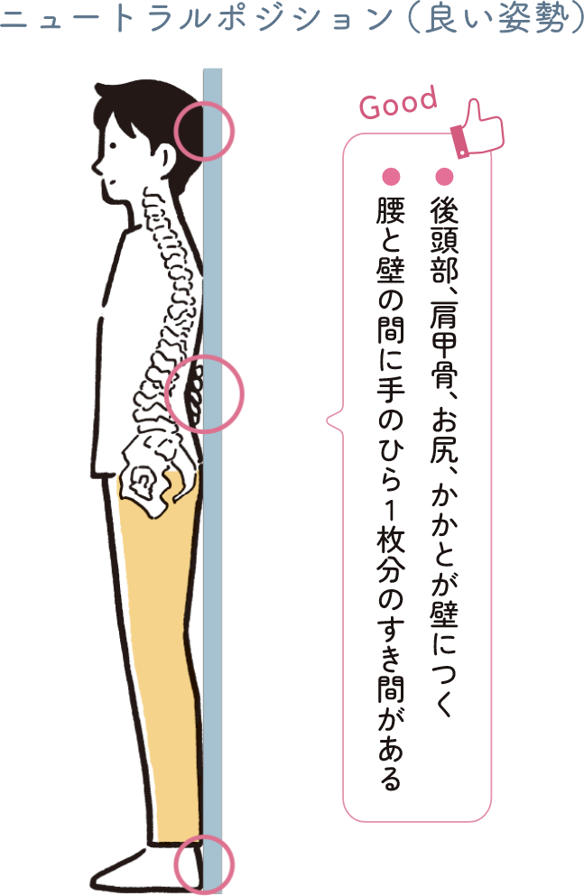 ニュートラルポジション（良い姿勢）● 後頭部、肩甲骨、お尻、かかとが壁につく● 腰と壁の間に手のひら1枚分のすき間がある