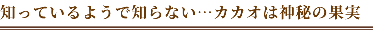 知ってるようで知らない…カカオは神秘の真実