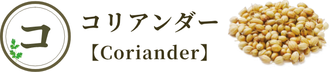 コリアンダー【Coriander】