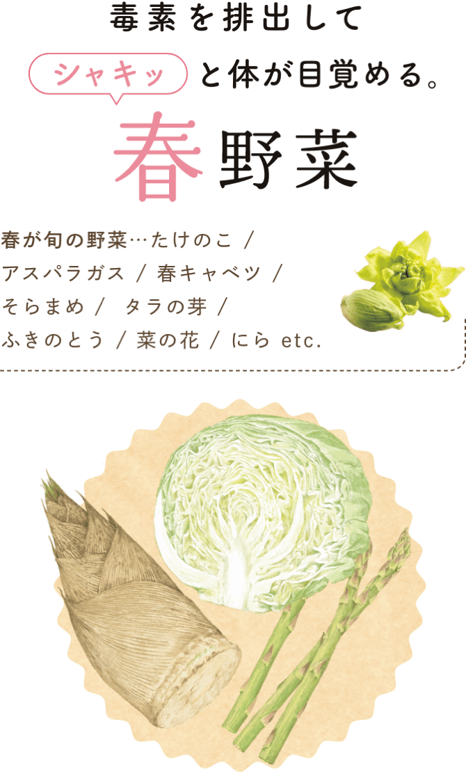 毒素を排出してシャキッと体が目覚める。 春野菜 春は、環境の変化や昼夜の寒暖差によって不調になりやすい季節。この時期に旬を迎える野菜は、土から芽を出すものが多く、苦味があるのも特徴です。この苦味は「植物性アルカロイド」と呼ばれる成分で、体に溜まった老廃物を排出してくれます。また、食物繊維が豊富な野菜も多いため、春野菜を食べると体を内側からすっきりと目覚めさせられます。春が旬の野菜…たけのこ / アスパラガス / 春キャベツ / そらまめ / タラの芽 / ふきのとう / 菜の花 / にら etc.