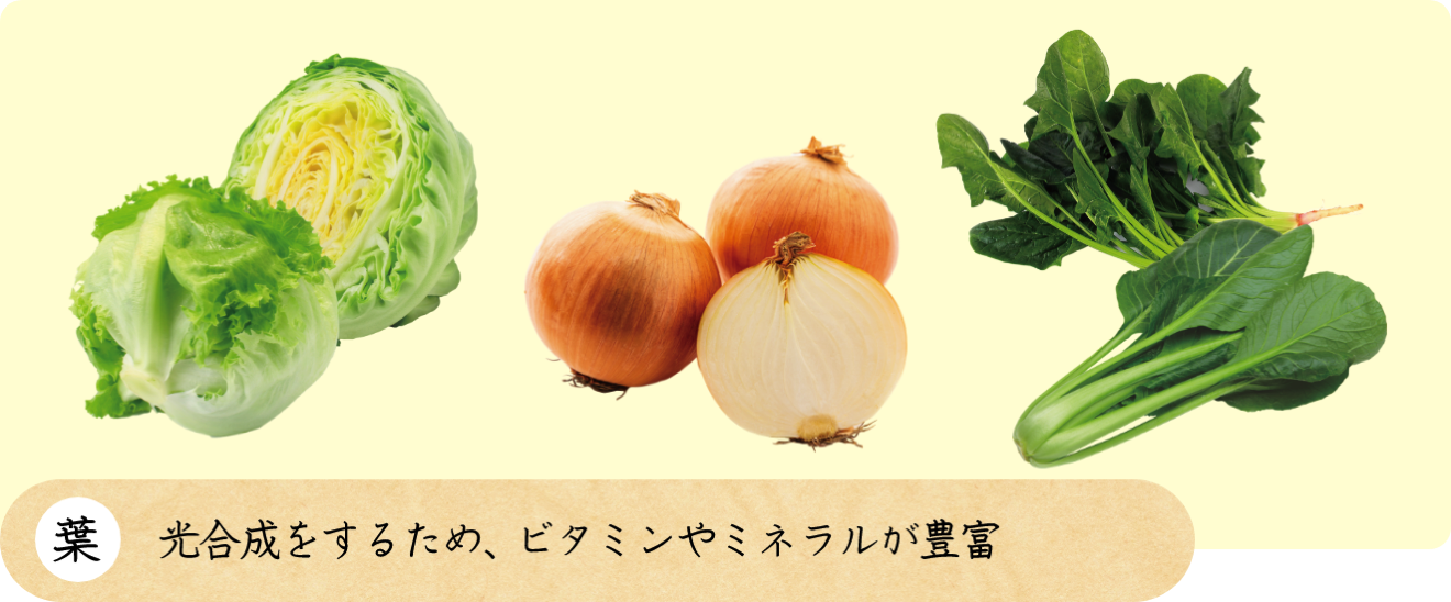 葉 光合成をするため、ビタミンやミネラルが豊富