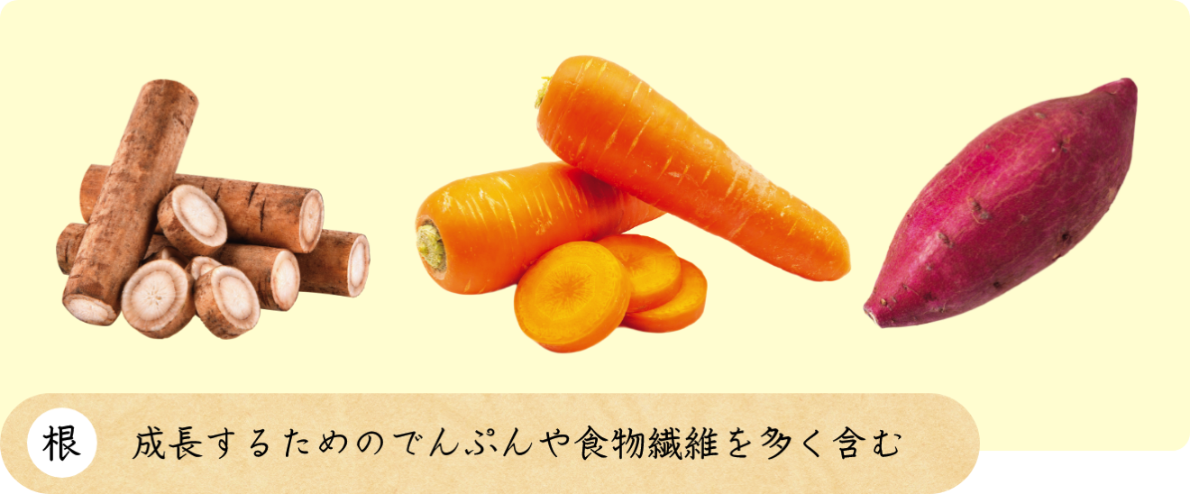 根 成長するためのでんぷんや食物繊維を多く含む
