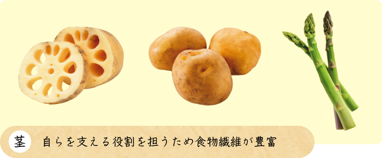 茎 自らを支える役割を担うため食物繊維が豊富
