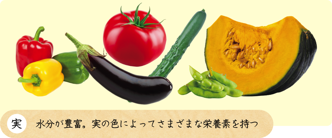 実 水分が豊富。実の色によってさまざまな栄養素を持つ