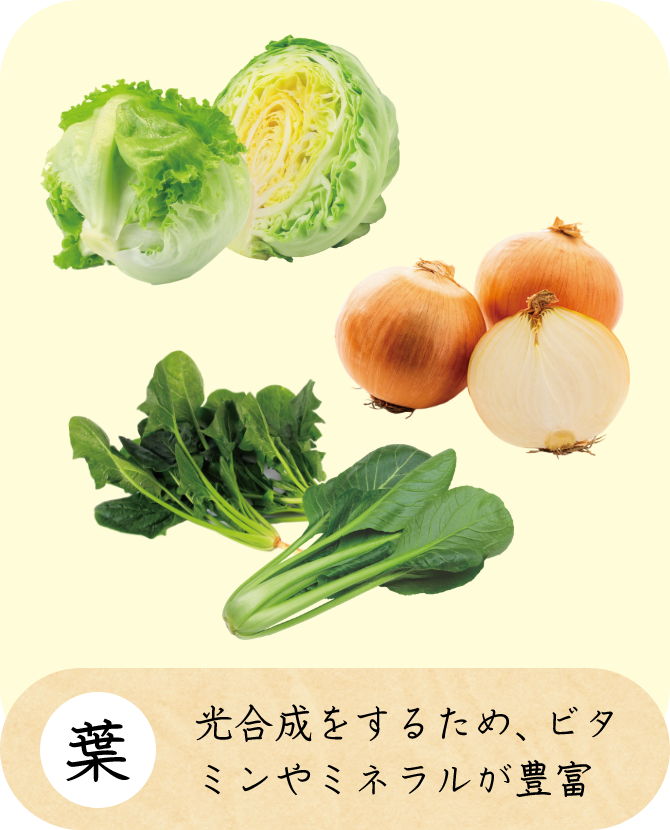 葉 光合成をするため、ビタミンやミネラルが豊富