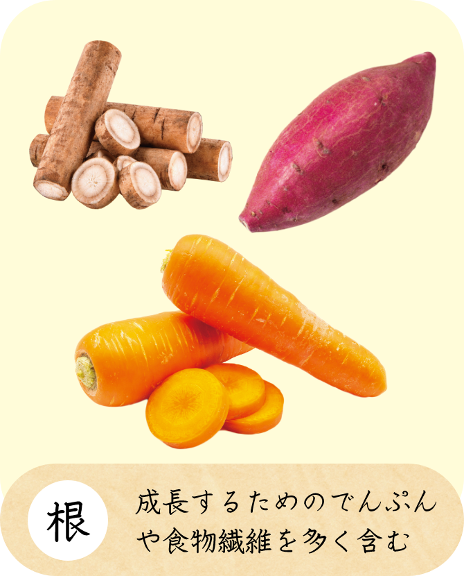 根 成長するためのでんぷんや食物繊維を多く含む