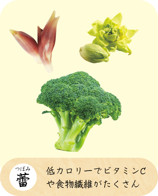 蕾（つぼみ） 低カロリーでビタミンCや食物繊維がたくさん