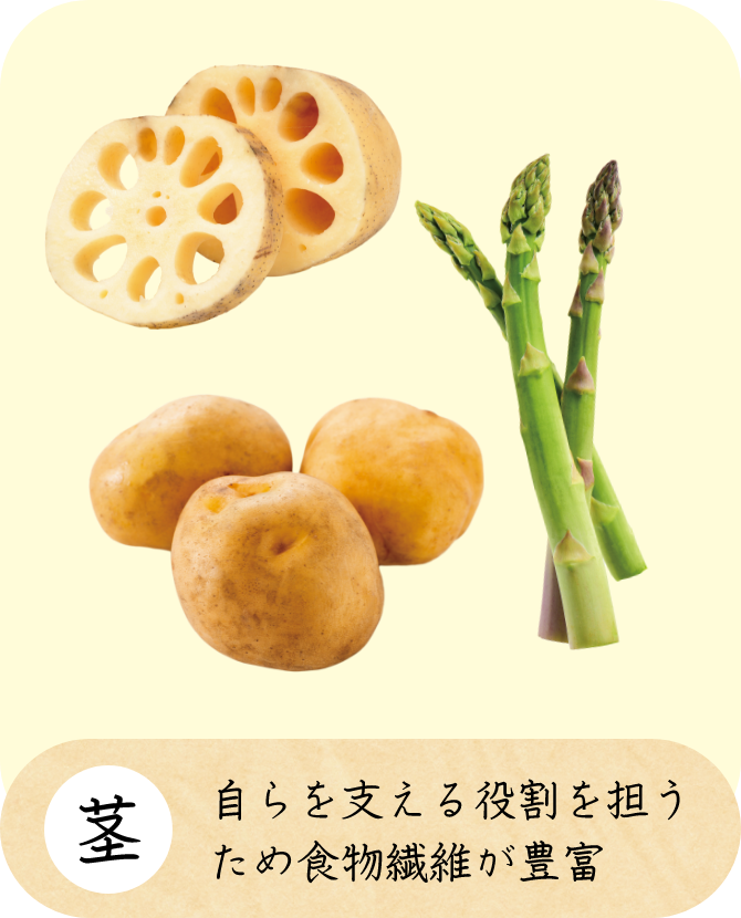 茎 自らを支える役割を担うため食物繊維が豊富