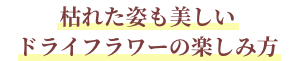 枯れた姿も美しいドライフラワーの楽しみ方