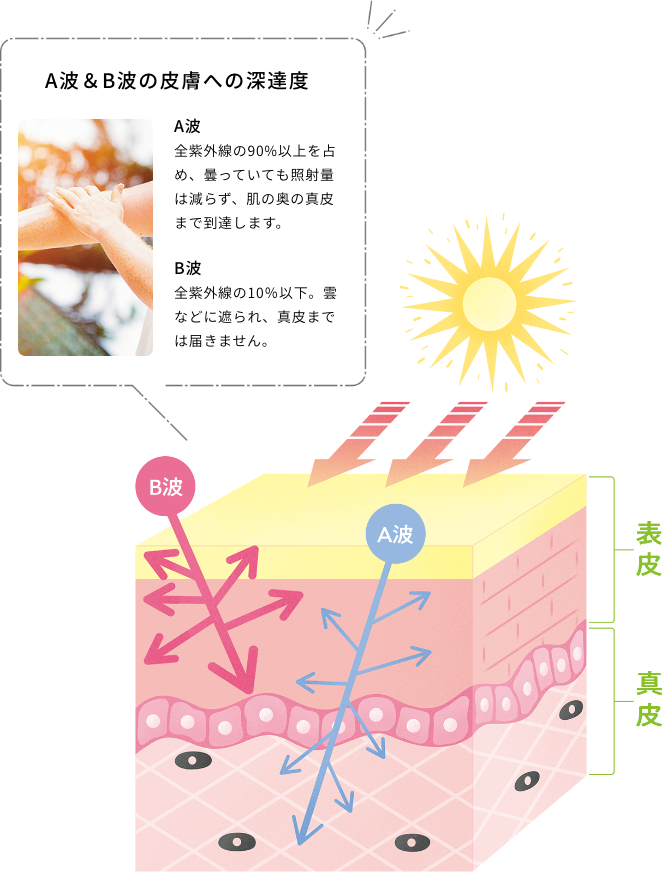A波&B波の皮膚への深達度