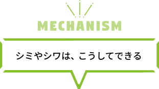 シミやシワは、こうしてできる