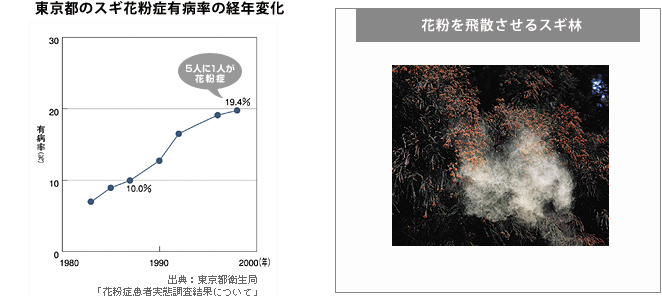 東京都のスギ花粉症有病率の経年変化のグラフと花粉を飛散させるスギ林の写真