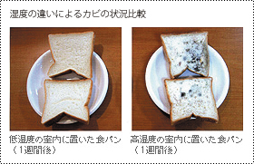 湿度の違いによるカビの状況比較 食パン