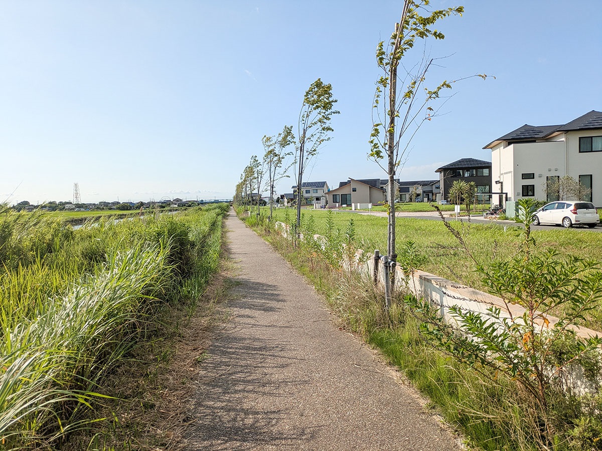 分譲地南西側の桜並木の様子です。毎年春になるのが楽しみですね！　