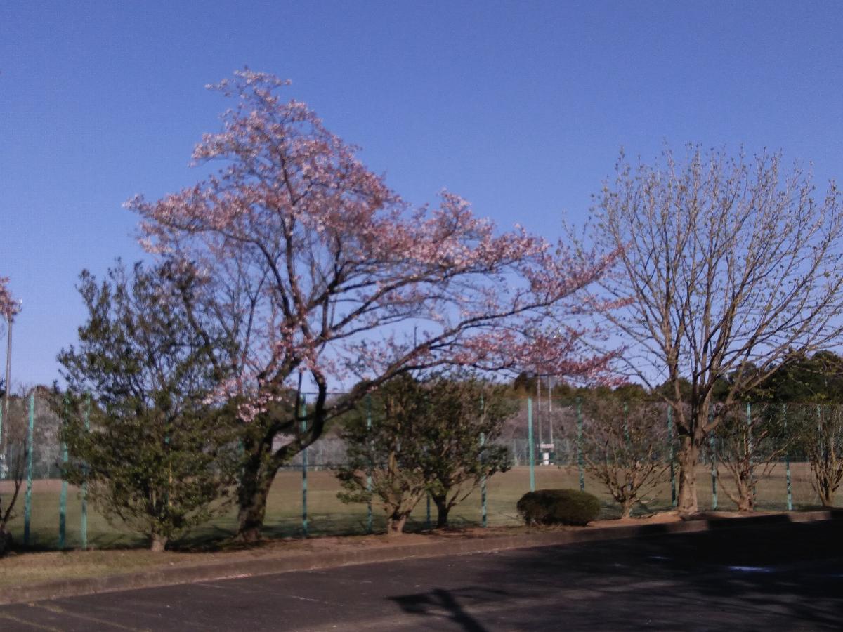 常磐の杜 土地 元石川市民運動場まで約440m（徒歩6分）　運動場が新設しています。芝すべりが楽しめ、春にはお花見も出来ます。