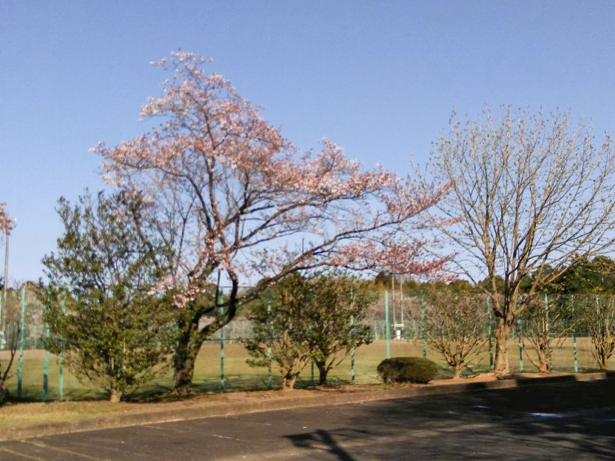 イイコトテラス常磐の杜 土地 元石川市民運動場まで約1.3km（徒歩17分）　運動場が新設しています。芝すべりが楽しめ、春にはお花見も出来ます。