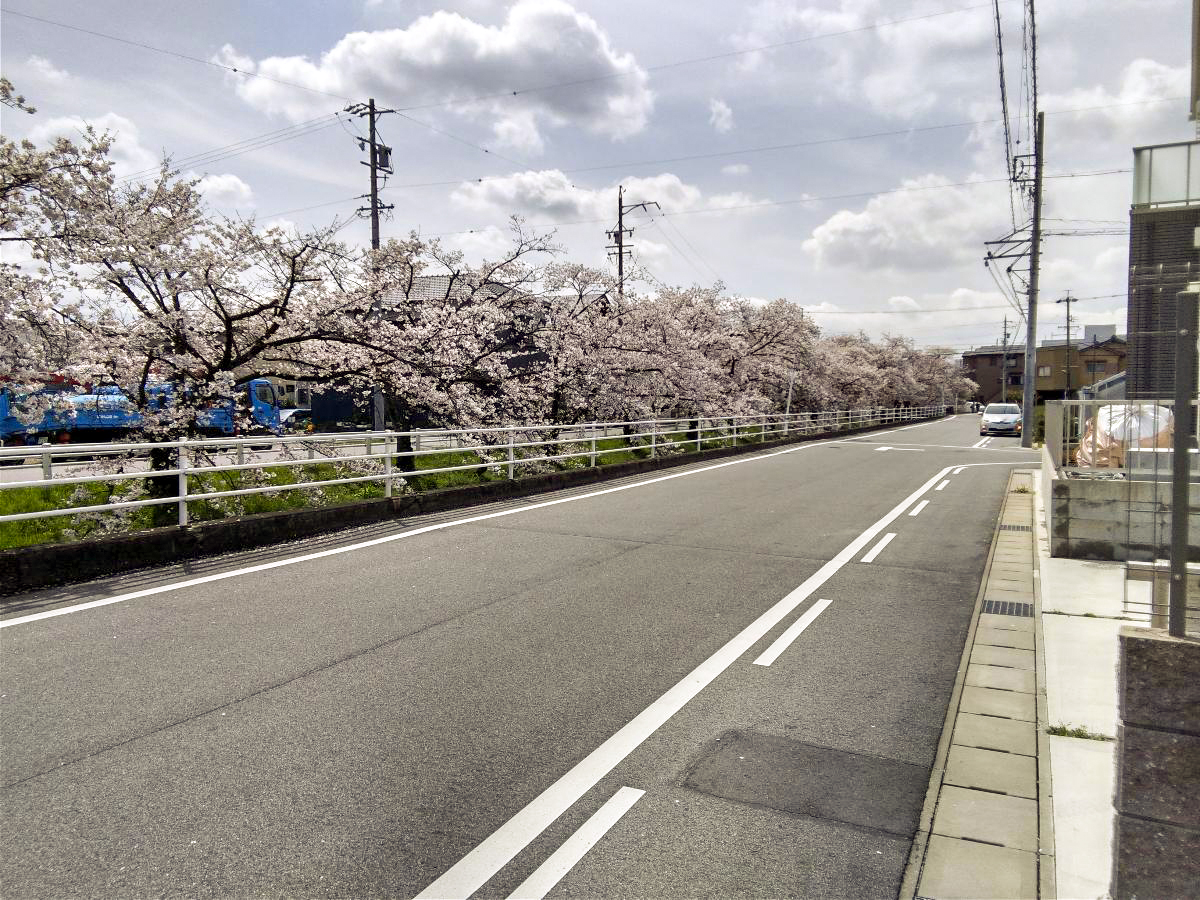 岡崎市大樹寺２丁目 モデルハウス 区画番号No.１ 前面道路写真　春になると桜が咲きます。
