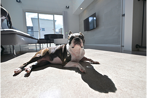 ペット用フリースペース