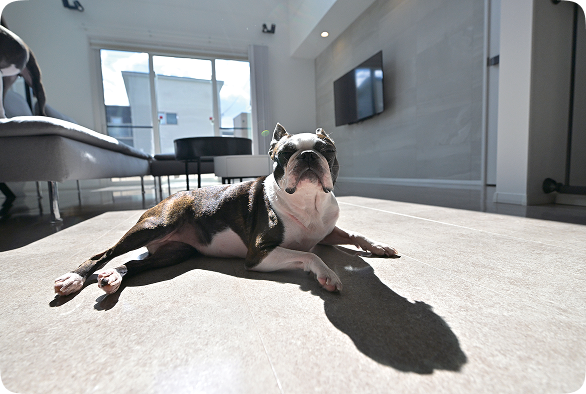 ペット用フリースペース