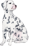 犬