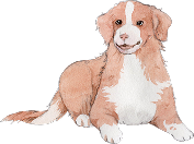 犬