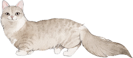 猫