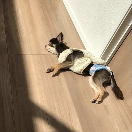 コチラ愛犬「コテツ」くん。吹き抜けにあるFIX窓からの日差しが暖かく床で寝ている姿をパシャりしました。