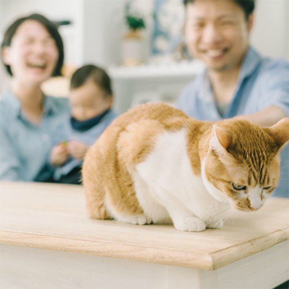 新居の記念にと家族写真を撮りましたが、写りたがりの愛猫にピントを持っていかれ、思わず爆笑してしまった一枚です！