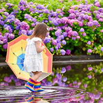 鮮やかな紫陽花が咲いている傍で、カラフルな長靴を履いた少女が水たまりの上を歩いている写真