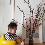室内で桜の枝を見つめる子どもの写真