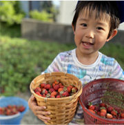 いちご狩りを楽しむ子どもの写真