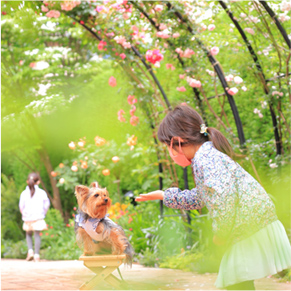 薔薇のアーチの中で犬にお手をしている子どもの写真