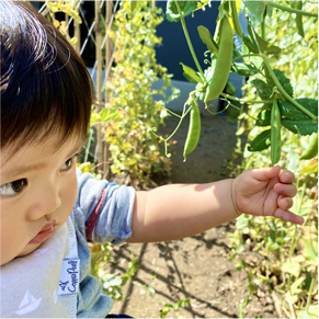 家庭菜園の収穫をしている子どもの写真