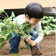 笑顔で芋を引き抜く子どもの写真