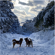雪道にいる犬たちの写真