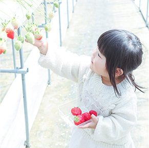 いちご狩りをする女の子の写真